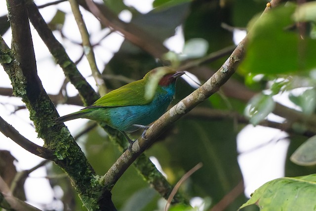 Bay-headed Tanager