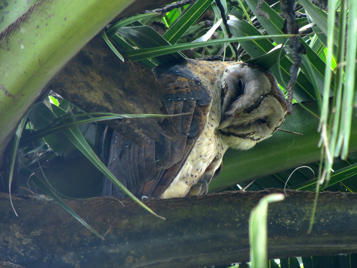 Sulawesi Masked-Owl - Wayne Gillatt