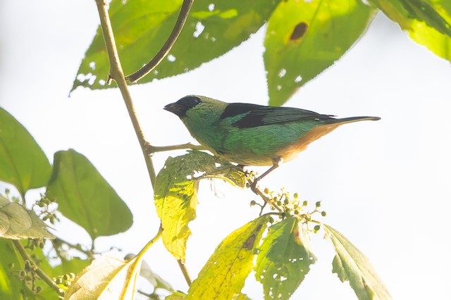 Metallic-green Tanager