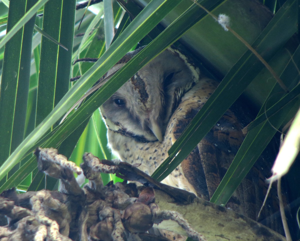 Sulawesi Masked-Owl - ML64536951
