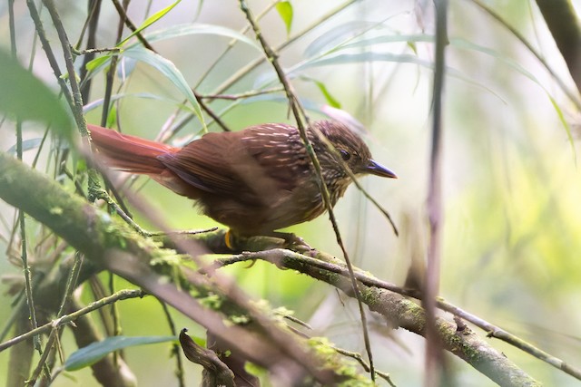 Lineated Foliage-gleaner