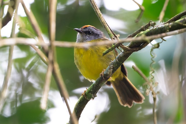 Russet-crowned Warbler