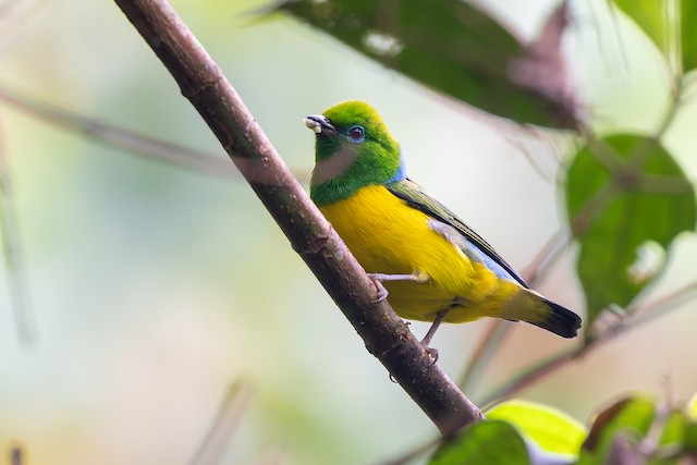 Blue-naped Chlorophonia