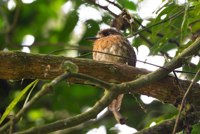 Moustached Puffbird