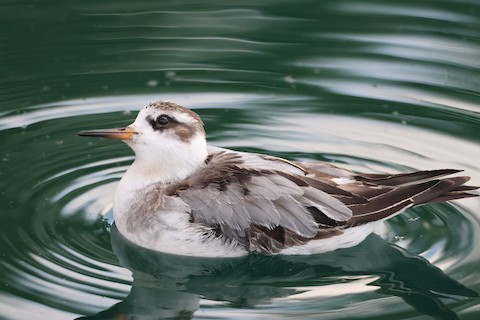 Red Phalarope