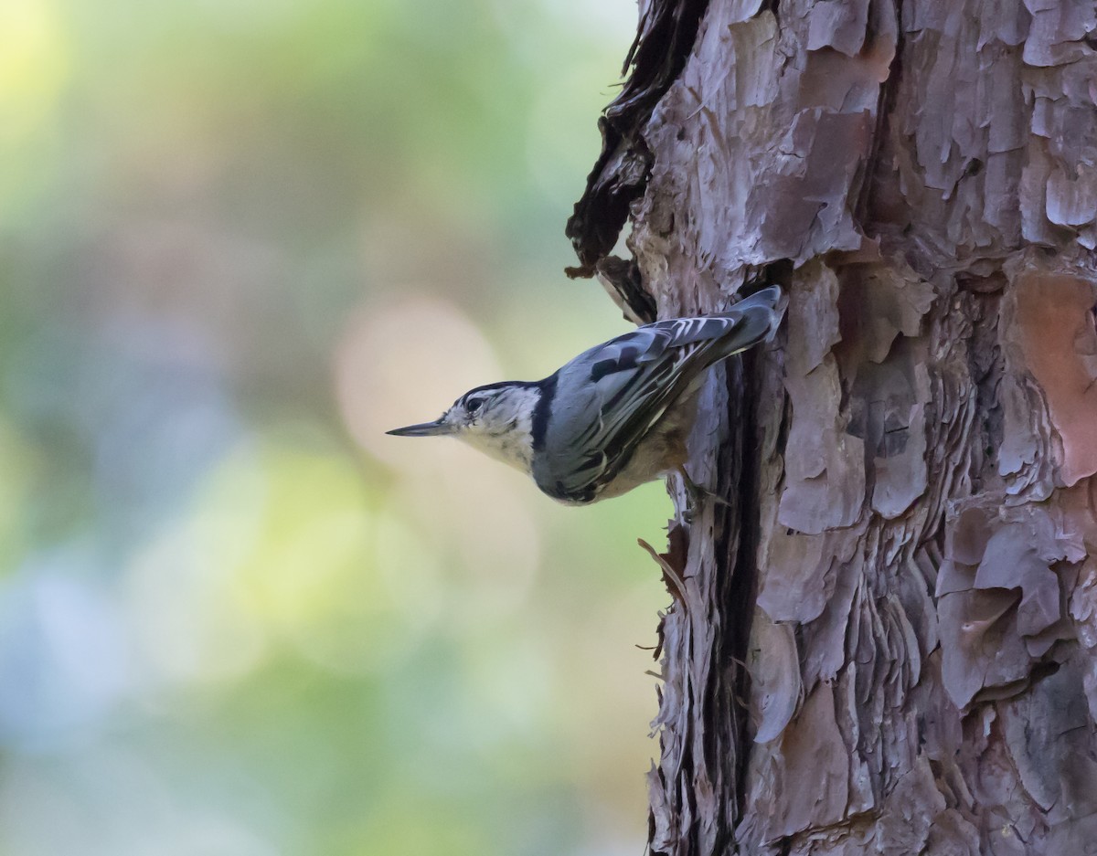 White-breasted Nuthatch - Peter Quadarella