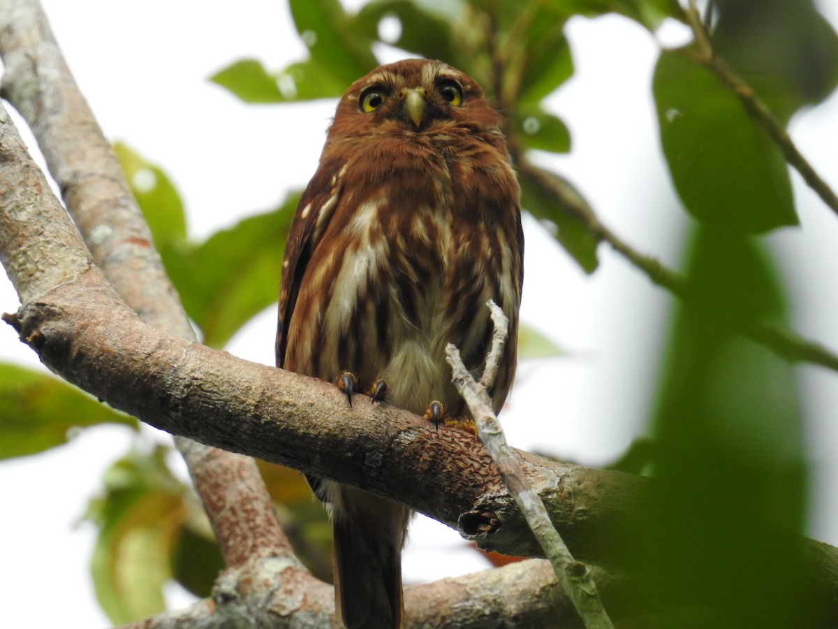 Ferruginous Pygmy-Owl - ML64542471