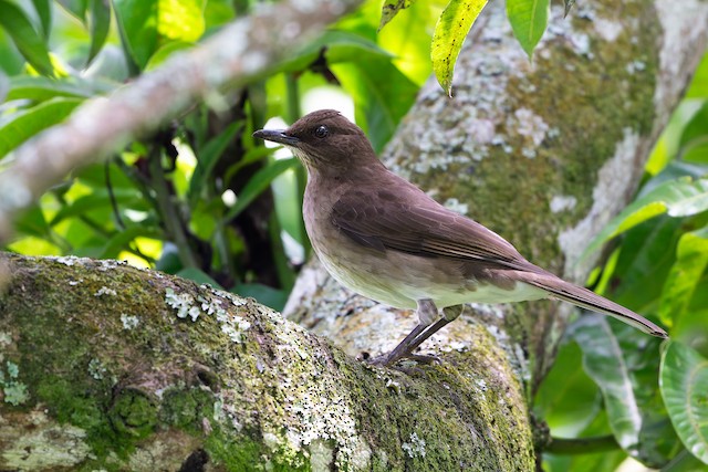 Black-billed Thrush