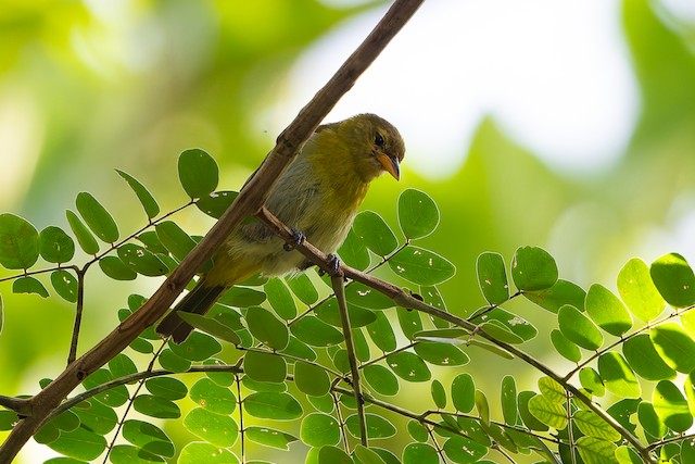 Guira Tanager