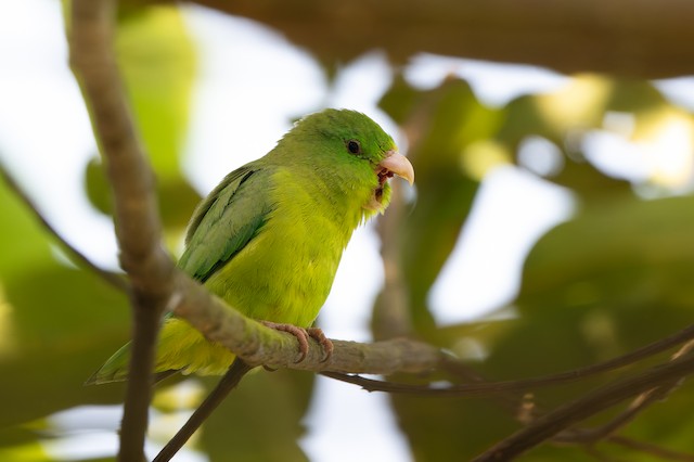 Spectacled Parrotlet