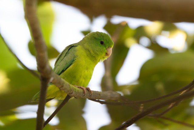 Spectacled Parrotlet