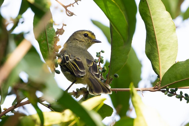 Golden-faced Tyrannulet
