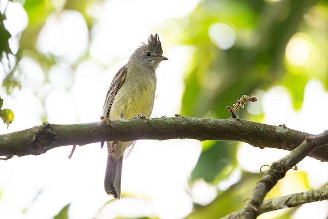 Yellow-bellied Elaenia