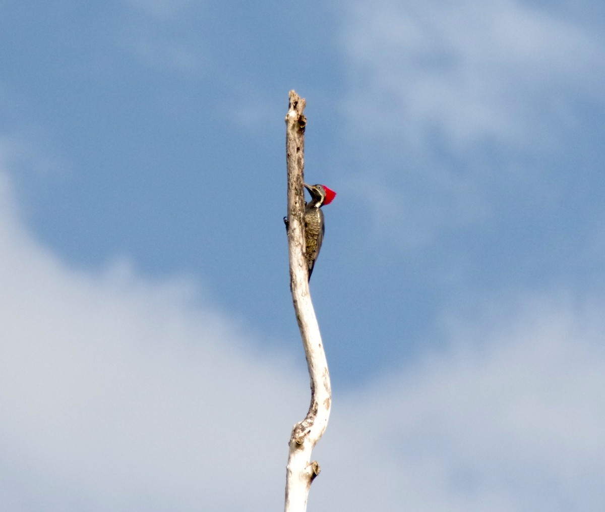 Lineated Woodpecker - Ryan Fuller