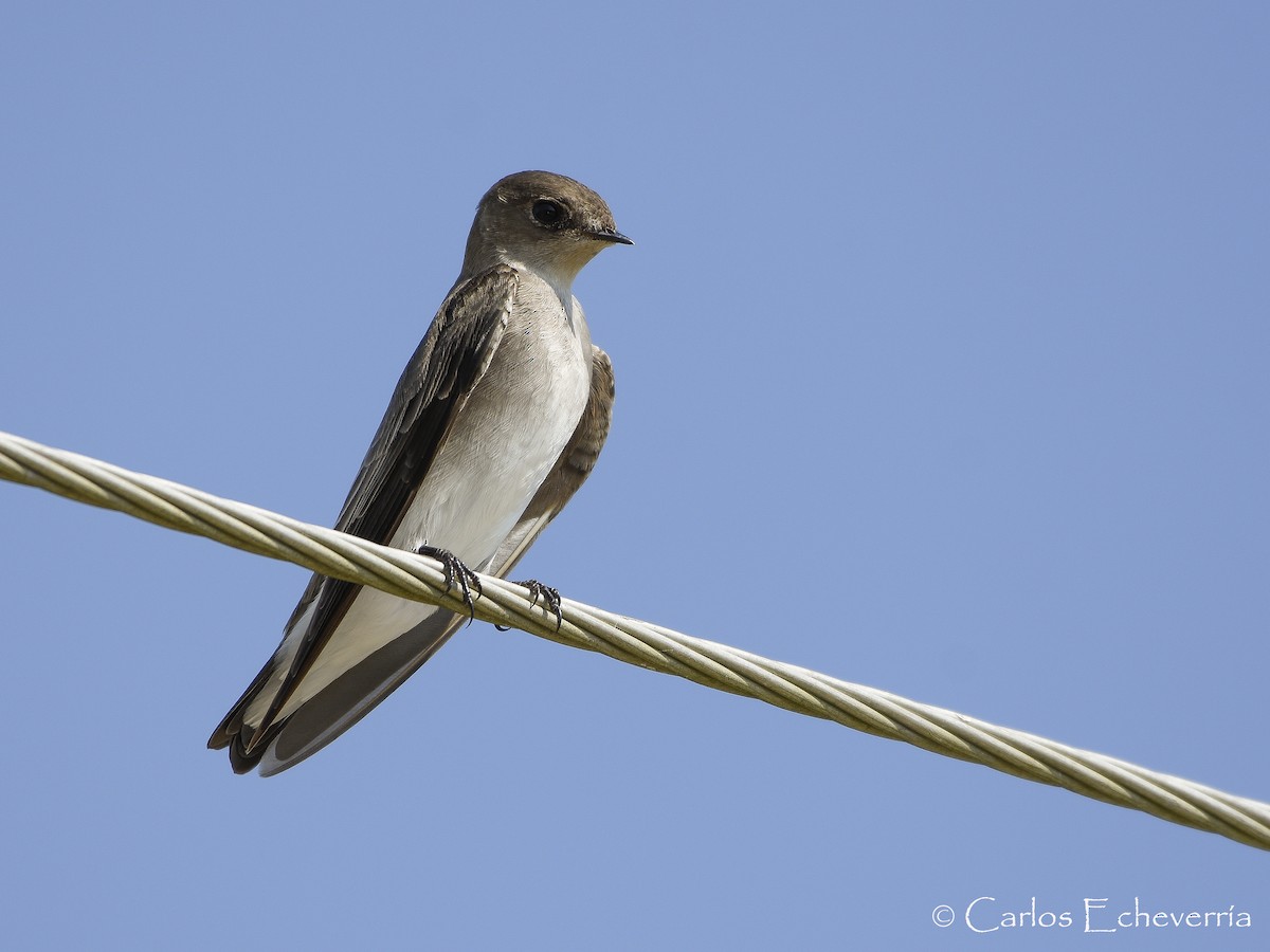 Northern Rough-winged Swallow - Carlos Echeverría