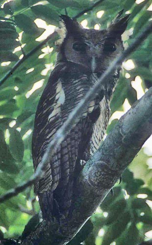 Fraser's Eagle-Owl (Western) - Don Roberson