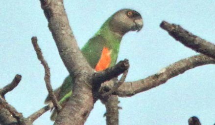 Senegal Parrot - Don Roberson
