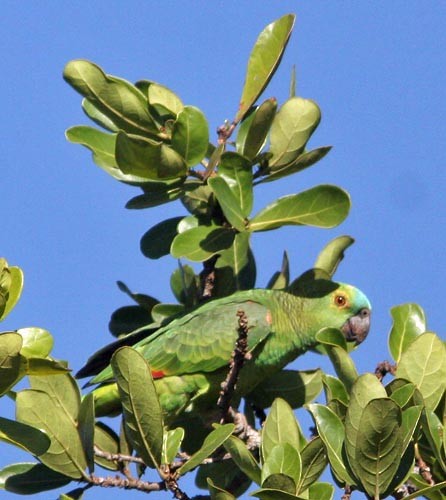 Turquoise-fronted Parrot - Don Roberson