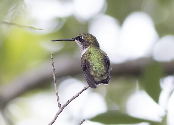 Ruby-throated Hummingbird - Martin Wall