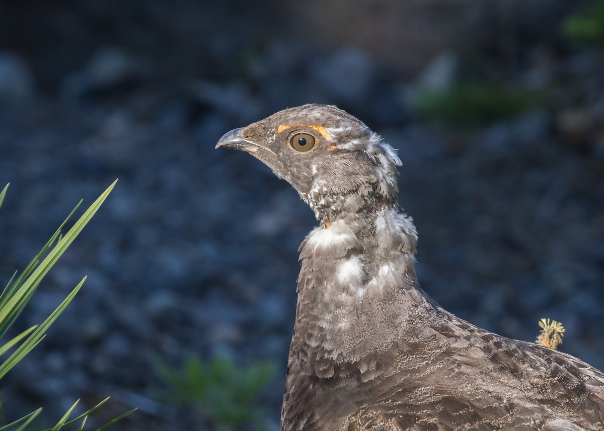 Sooty Grouse - Jim Hoover