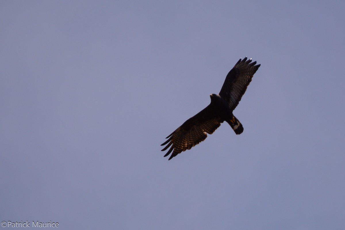 Zone-tailed Hawk - Patrick Maurice