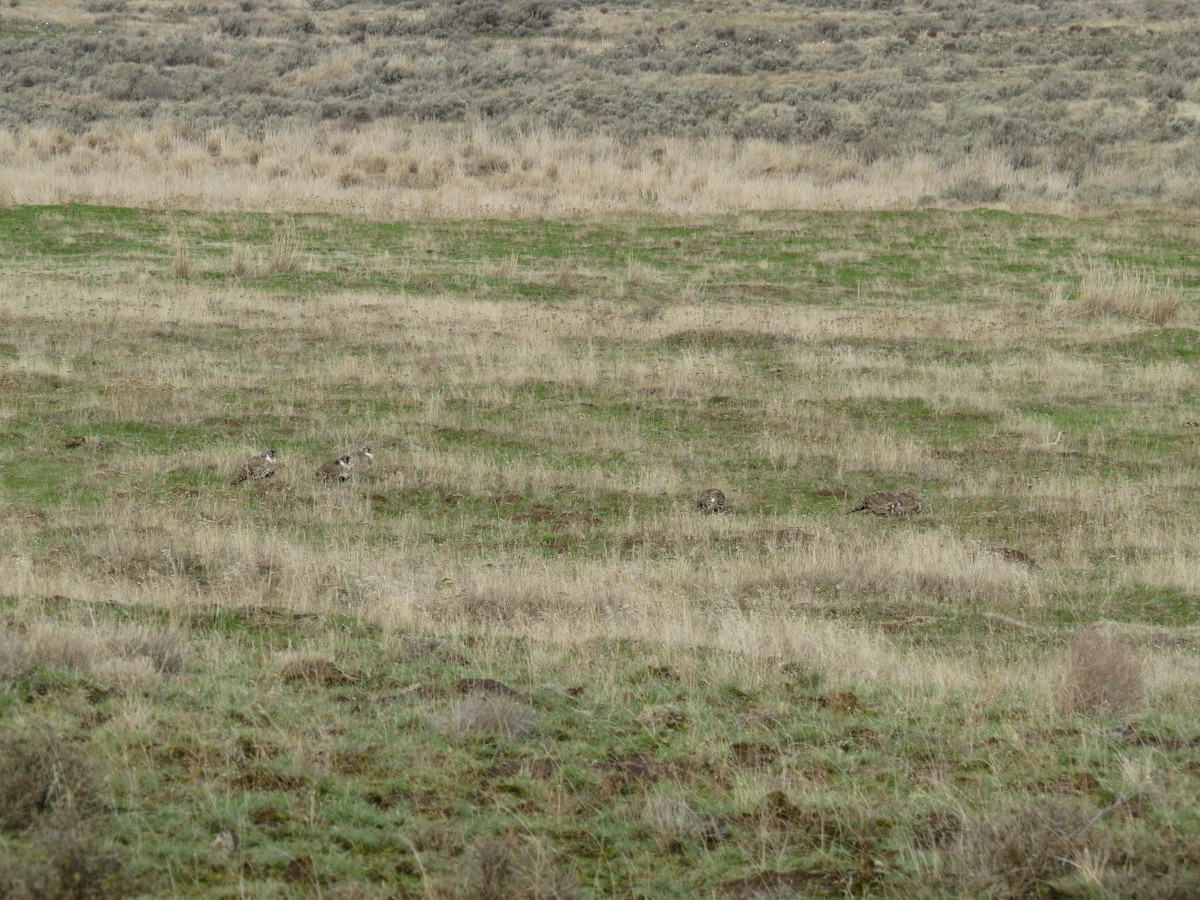 Greater Sage-Grouse - ML64557921