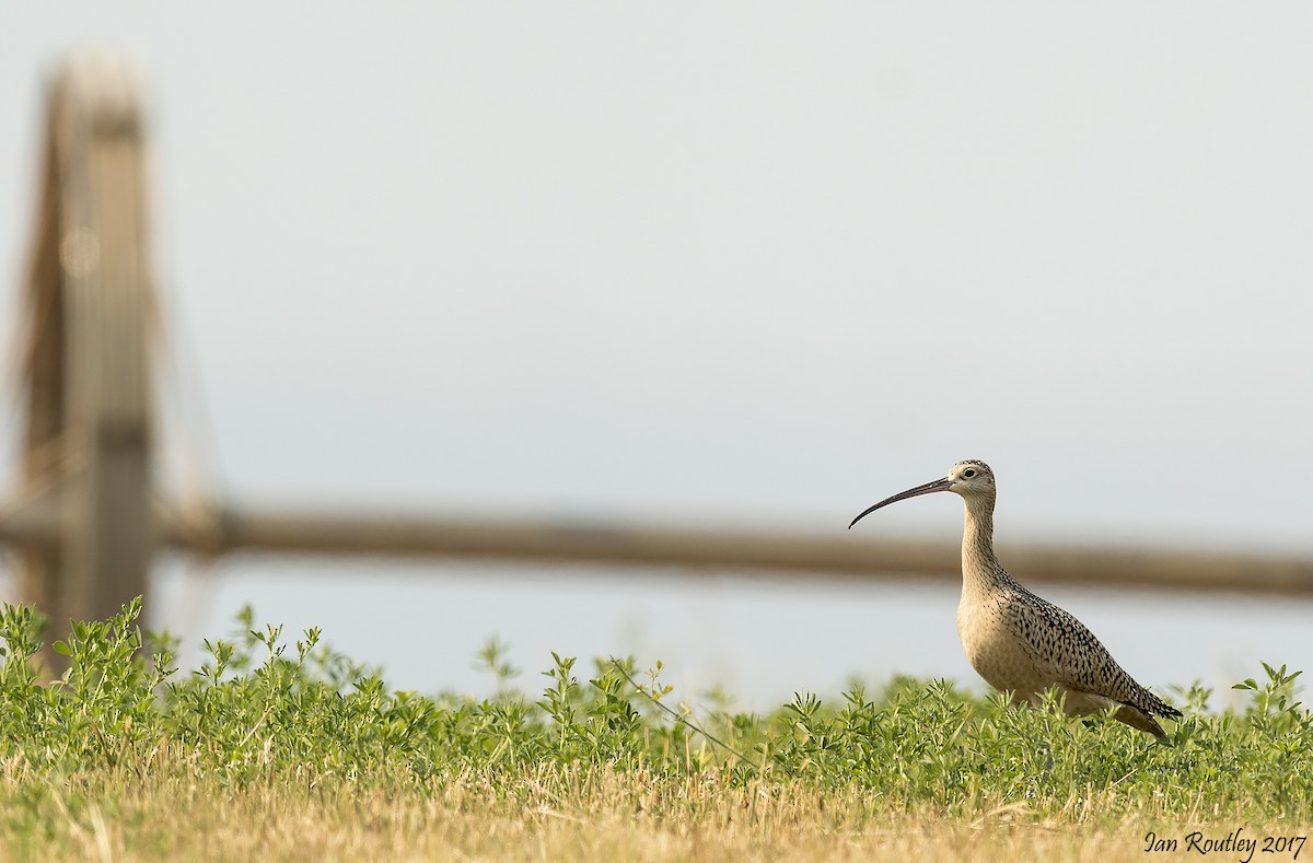 Long-billed Curlew - ML64557951