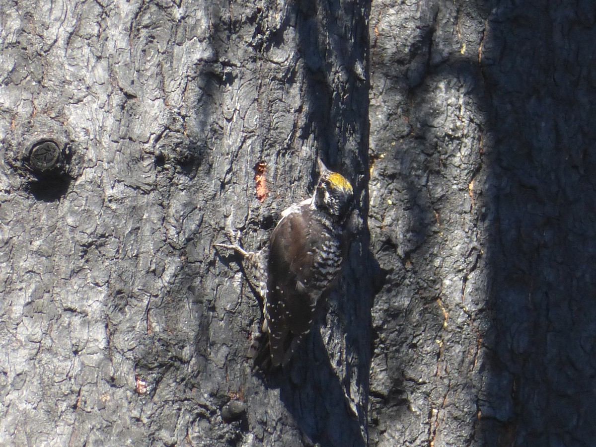 American Three-toed Woodpecker - Scott Gremel