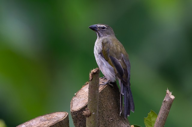 Streaked Saltator