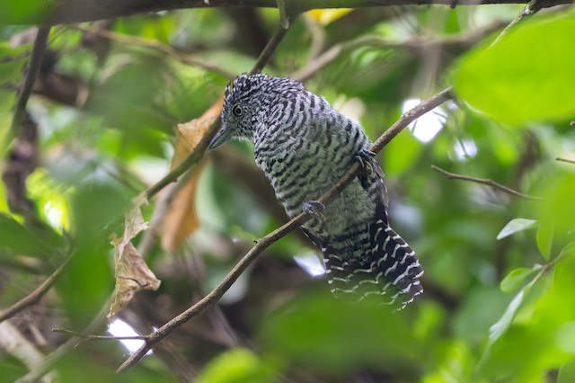 Bar-crested Antshrike