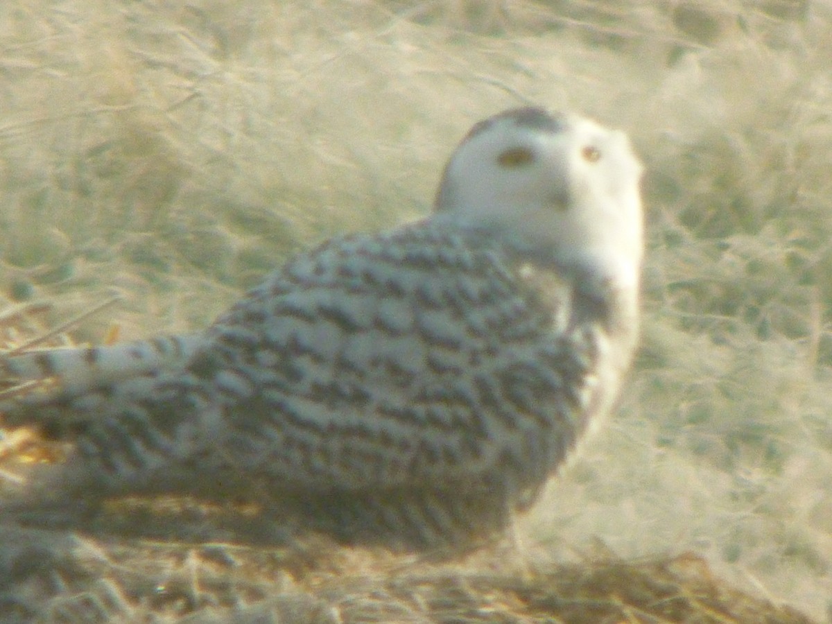 Snowy Owl - ML64559801