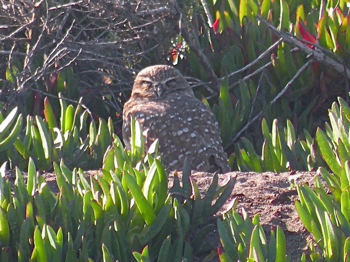 Burrowing Owl (Western) - ML64562221