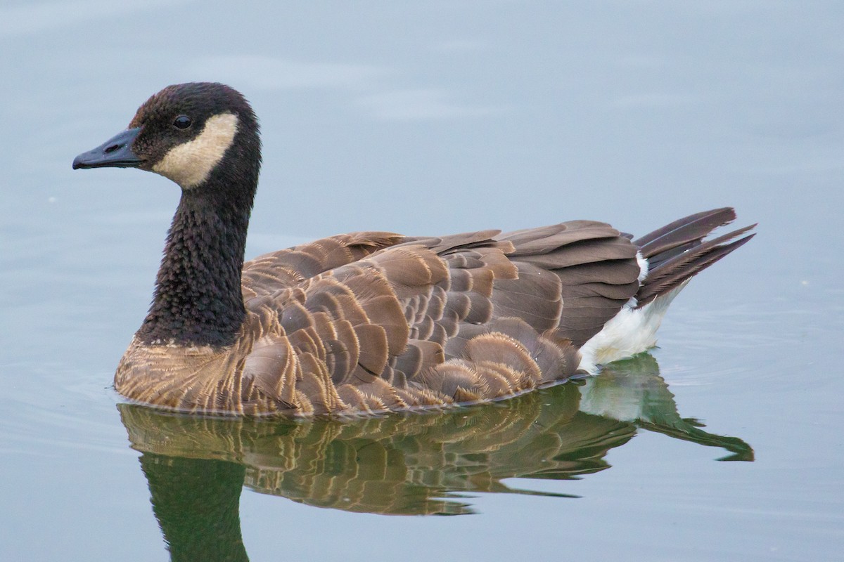 Canada Goose (canadensis Group) - John Reynolds