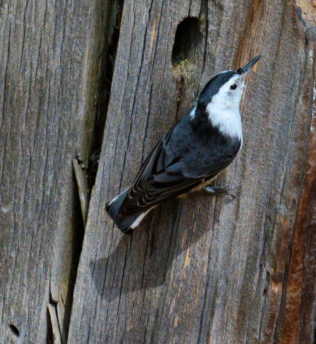 White-breasted Nuthatch - Kenneth Butler