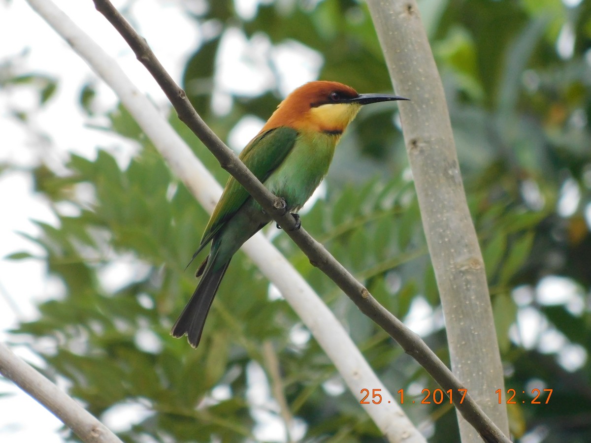 Chestnut-headed Bee-eater - PRIYA  AV