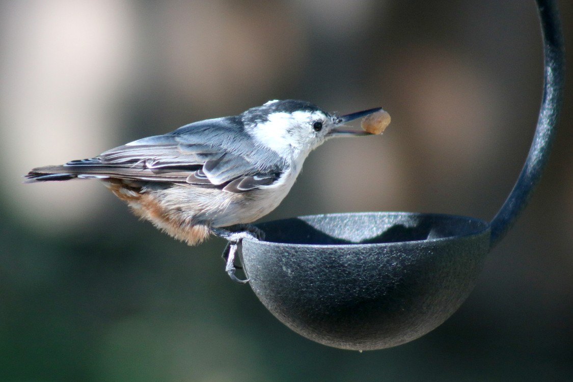 White-breasted Nuthatch (Interior West) - Amy Lunde