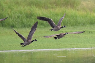 Canada Goose, ML64574021