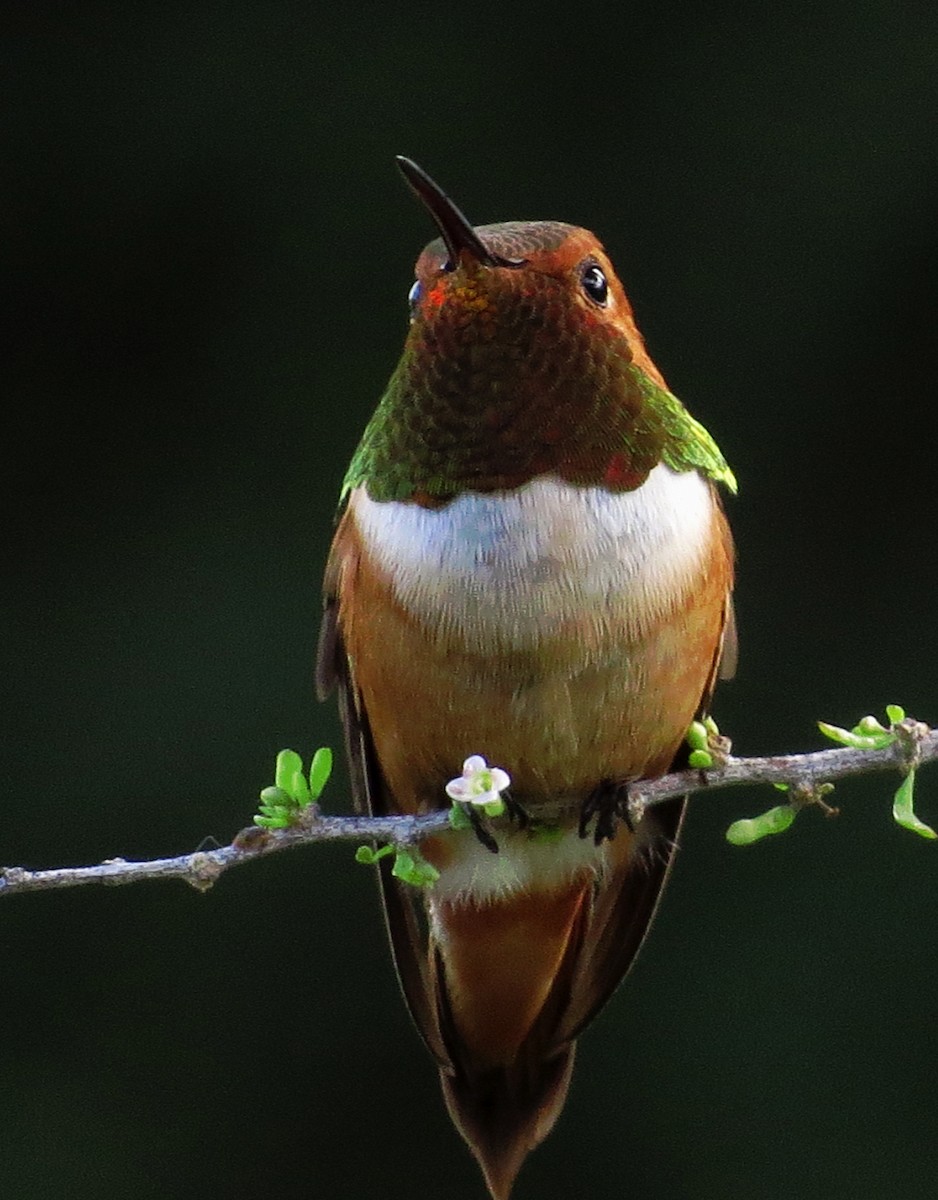 Rufous Hummingbird - Diane Drobka