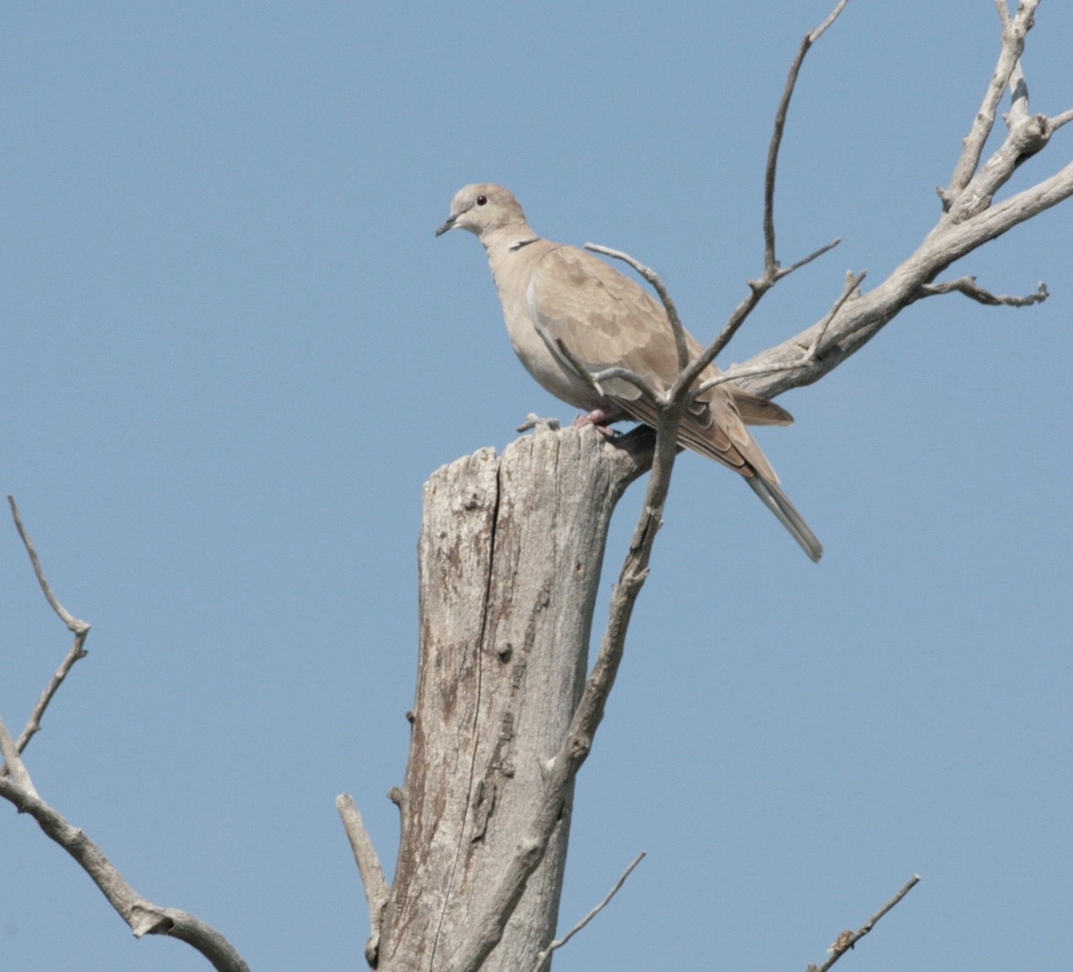 Eurasian Collared-Dove - ML64577961