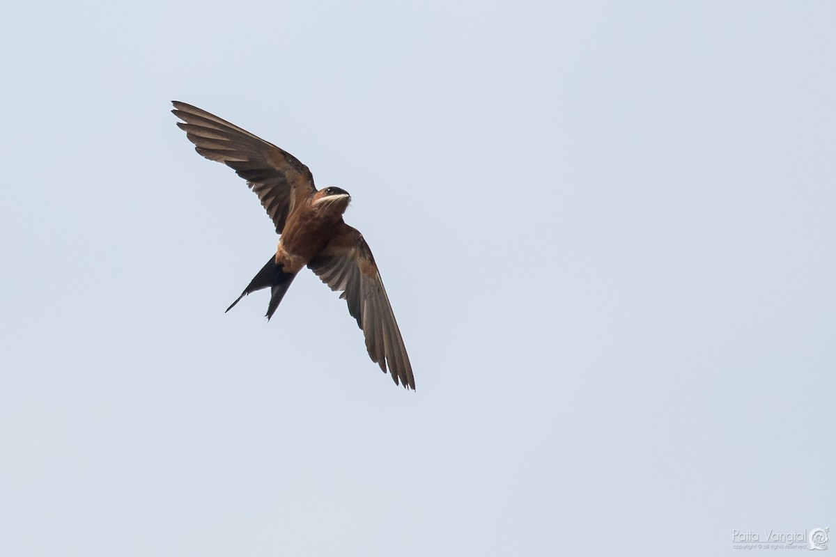 Rufous-bellied Swallow - ML64579381