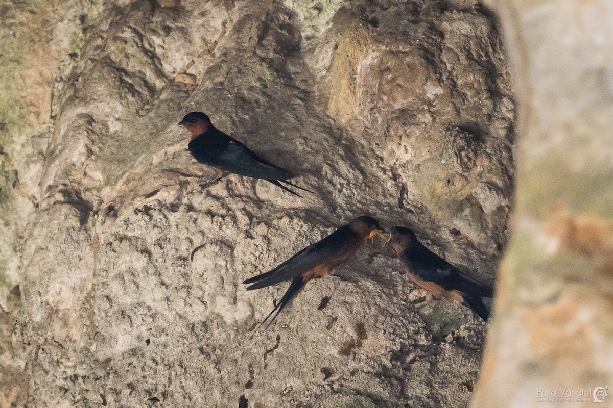 Rufous-bellied Swallow - Pattaraporn Vangtal