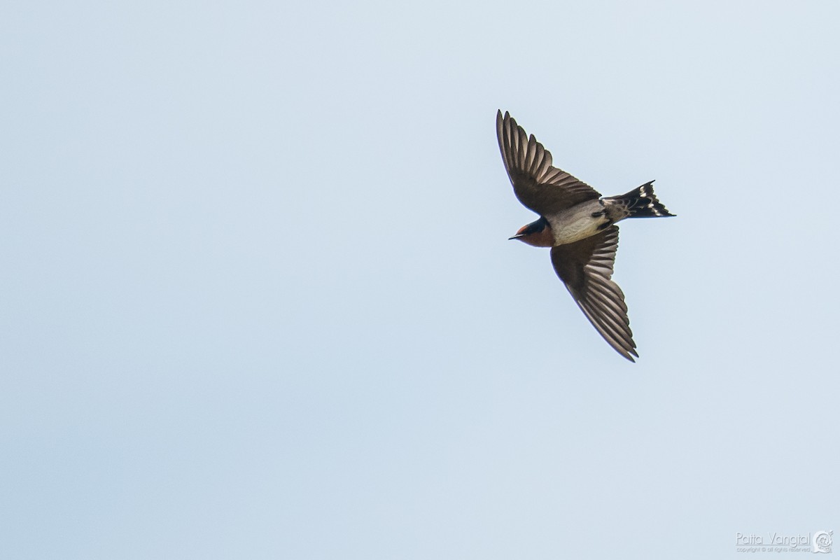 Pacific Swallow - ML64579431