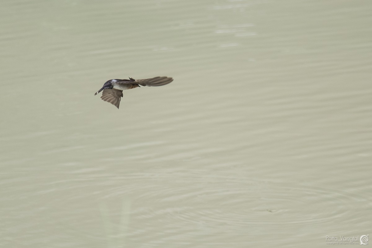 Pacific Swallow - Pattaraporn Vangtal