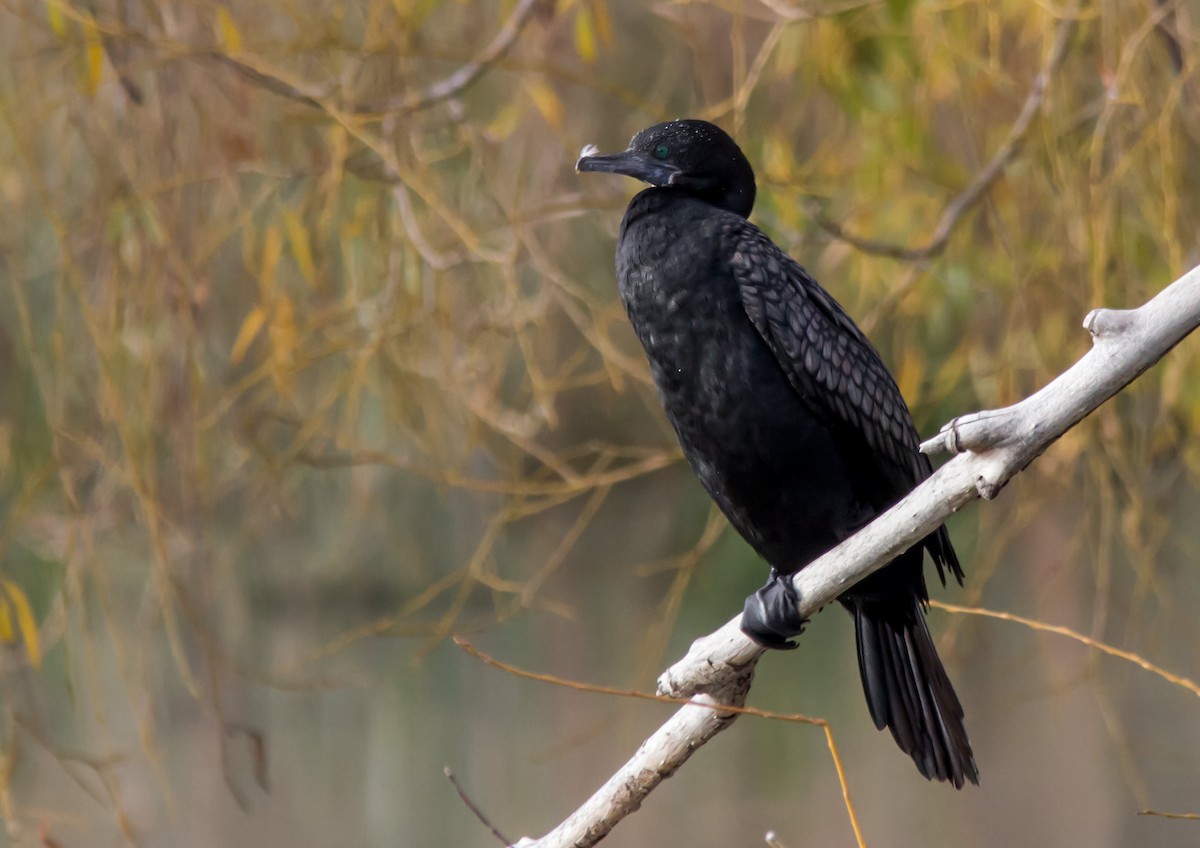 Little Black Cormorant - Andrew Allen