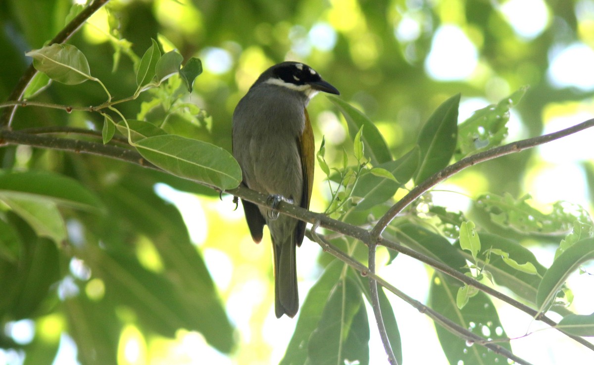 Gray-crowned Palm-Tanager - Jim Tietz