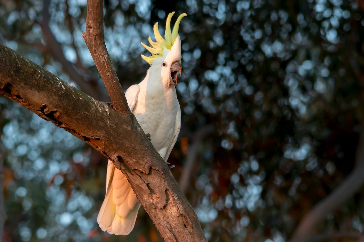 Sulphur-crested Cockatoo - Andrew Allen