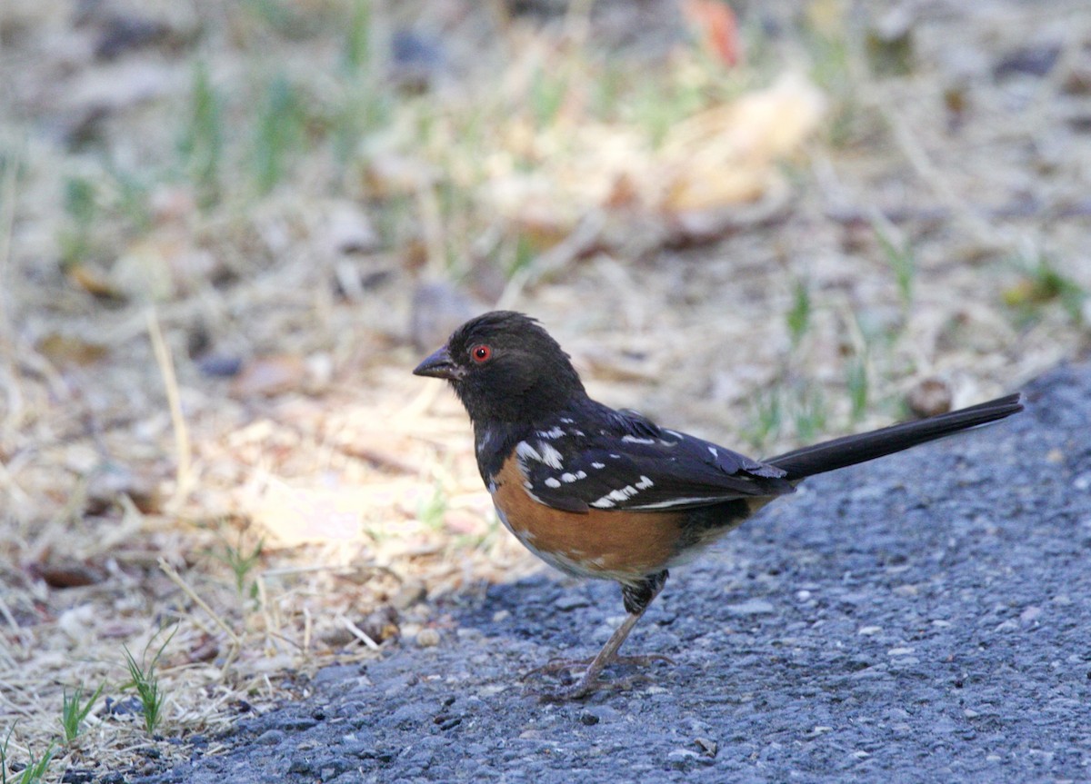 Spotted Towhee - ML64584411