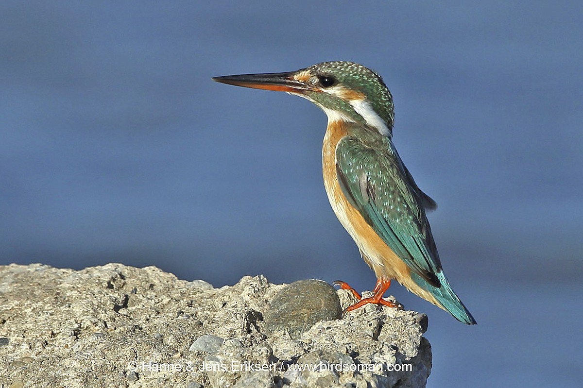 Common Kingfisher - Jens Eriksen