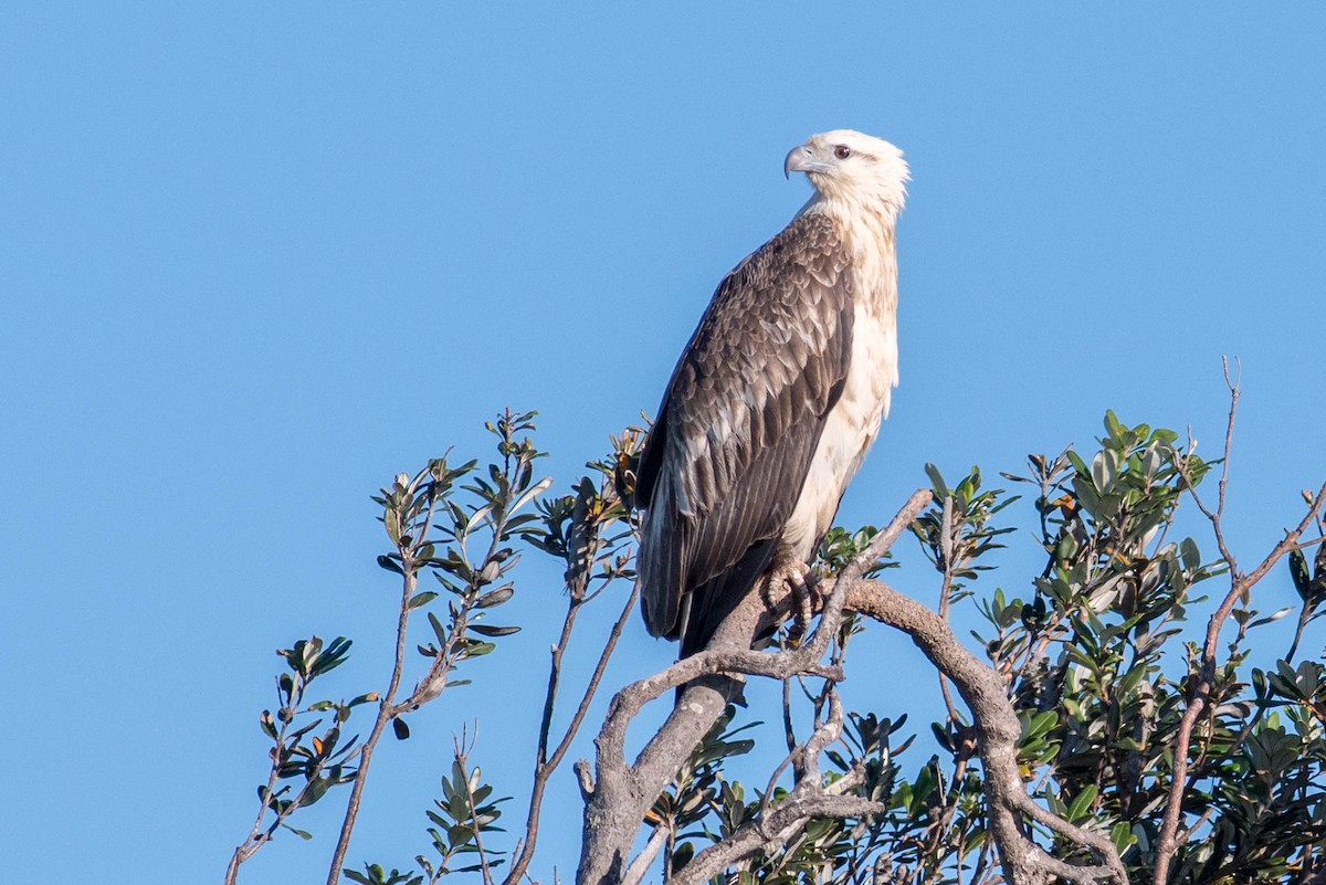 White-bellied Sea-Eagle - Peter Taylor