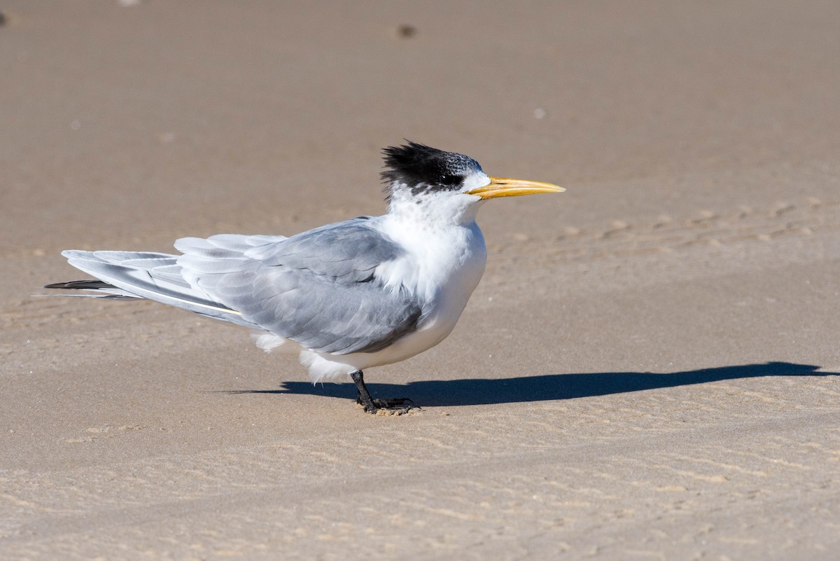 Great Crested Tern - ML64586381